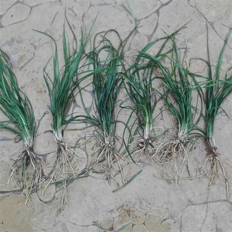 河北 麦冬草厂家 麦冬批发 免费咨询