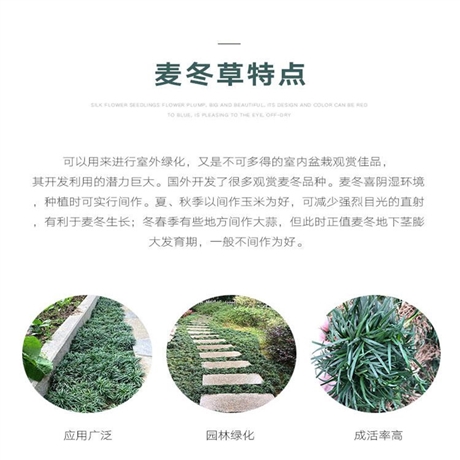 河南 大叶麦冬草 麦冬绿篱苗 在线咨询