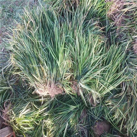 潍坊 麦冬草基地 麦冬价格 免费咨询