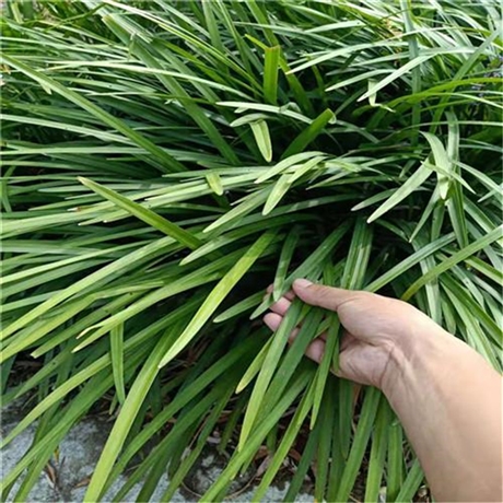 潍坊 麦冬草厂家 麦冬扦插苗 园林绿化地被植物