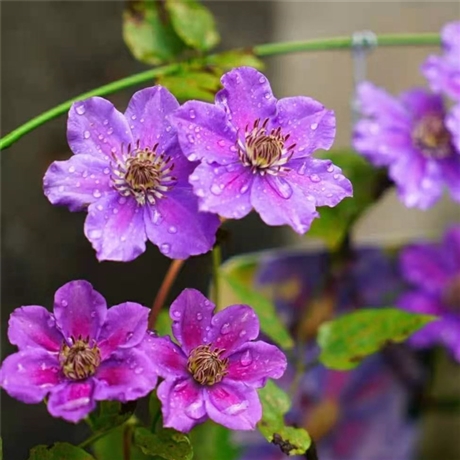 铁线莲爱炫昼天使铁线莲小苗杯苗花坛墙面造型攀援花卉多年生地被花卉