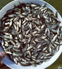 英德鲫鱼苗 中科五号鲫鱼鱼苗， 淡水鱼苗供应 豪情水产