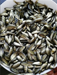 高效益养殖鲫鱼苗 淡水小银鲫鱼苗 湘云鲫鱼苗 中科5号鲫鱼苗 