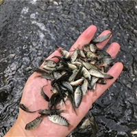 本地非洲鲫鱼快大罗非鱼苗 全雄罗非鱼鱼苗出售 货运全国