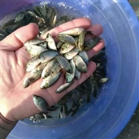 活力好少病害罗非鱼苗 优选罗非鱼苗种 品种齐全 罗非鱼规格苗出售