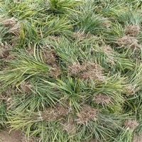 观赏草系列 麦冬草基地 青叶麦冬草 生产厂家_欢迎咨询