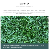 河北 麦冬草基地 细叶麦冬草批发 麦冬原产中国