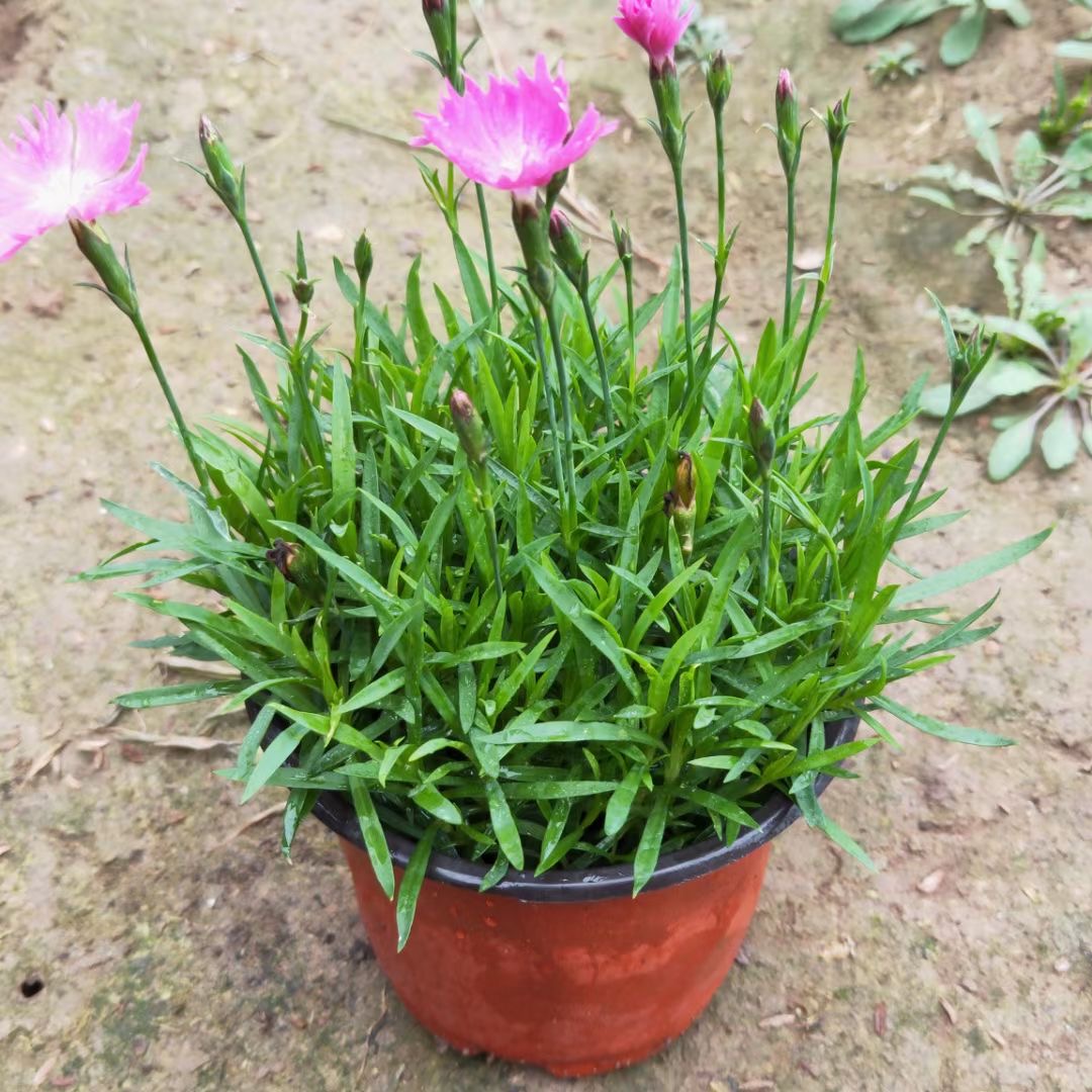 成活率高欧石竹 欧石竹租摆 欧石竹大量出售