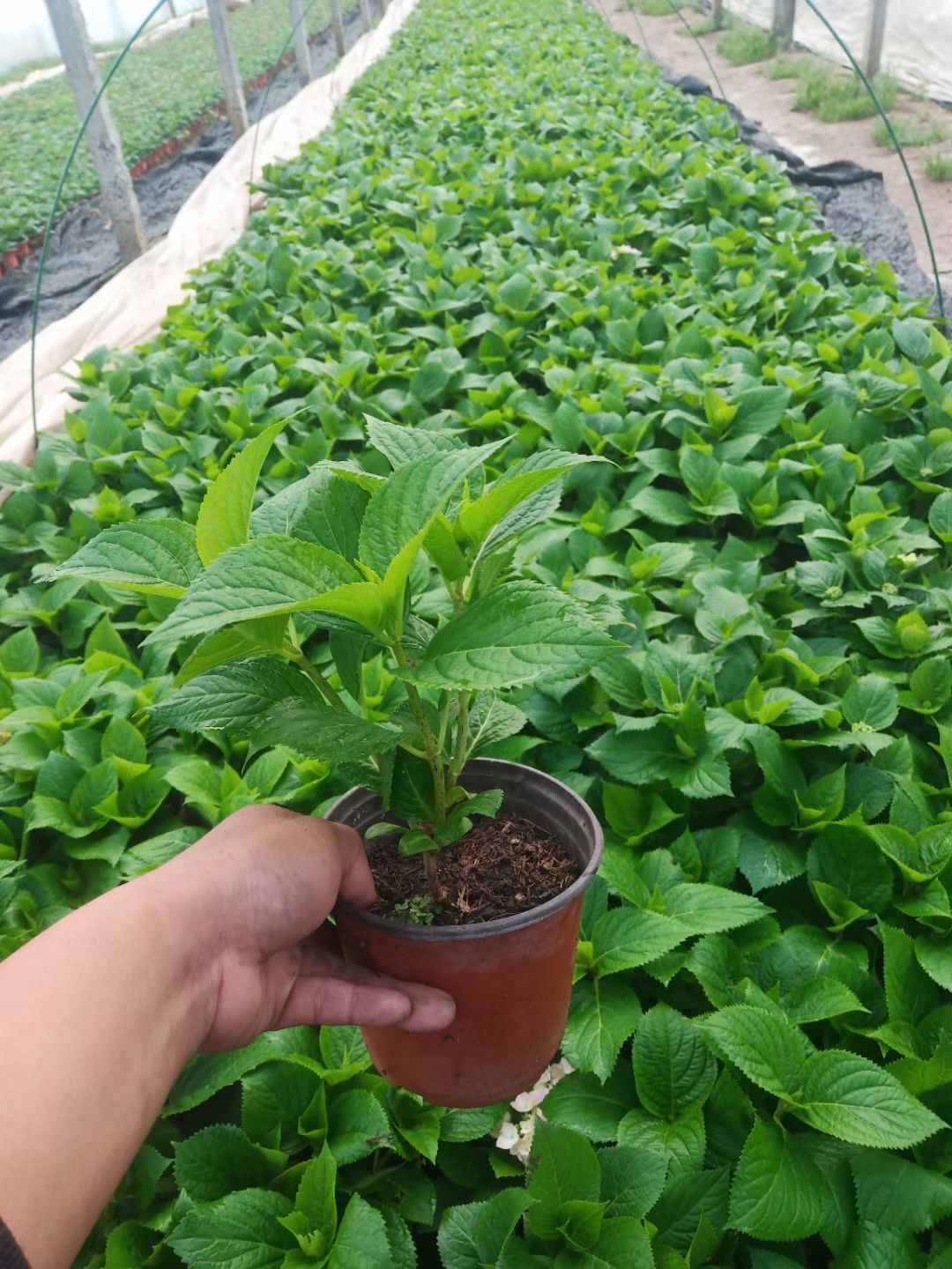 绿化绣球多色绣球批发长期供应绣球绣球幼苗