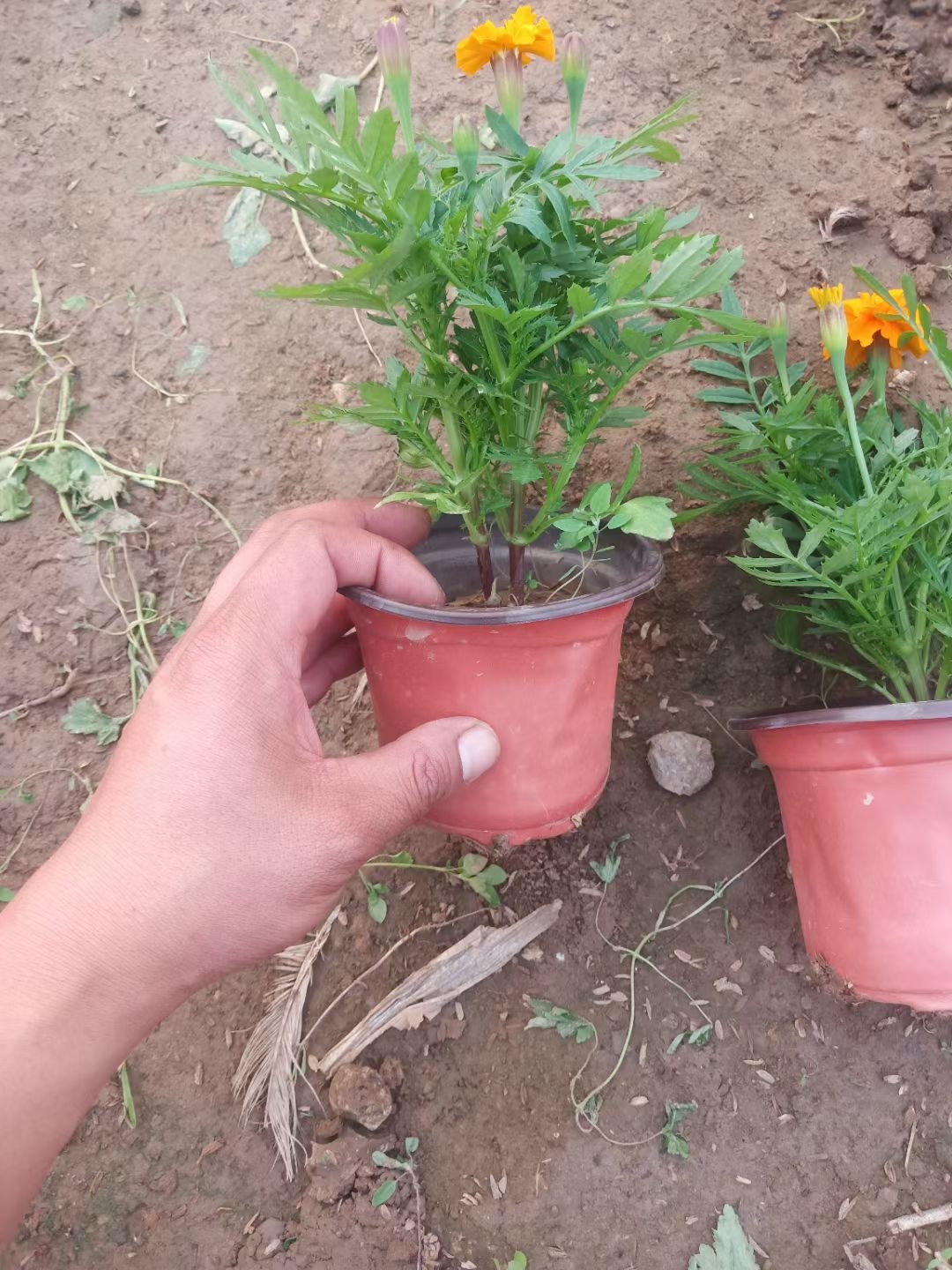 花坛点缀金盏菊金盏菊幼苗金盏菊直供金盏菊基地出货