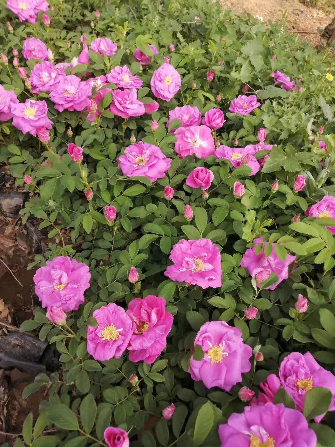 精品四季玫瑰粉色紫枝玫瑰盆栽玫瑰小苗