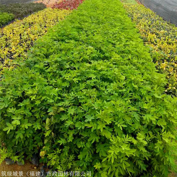 常綠灌木雲南雙莢槐盆栽苗園林綠化用苗雙莢槐