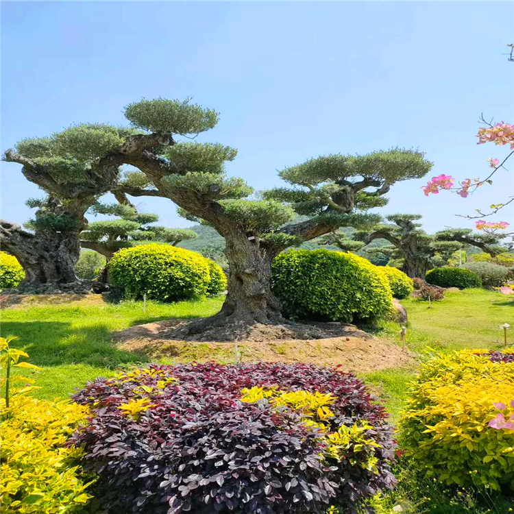 欧洲油橄榄批发福建精品欧洲油橄榄造型欧洲油橄榄价格规格全