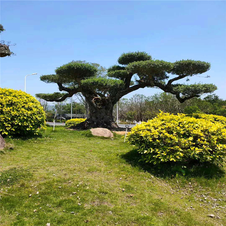 欧洲油橄榄批发福建精品欧洲油橄榄造型欧洲油橄榄价格规格全