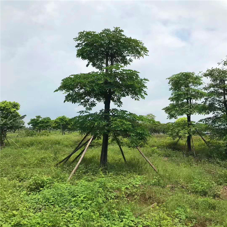 盆架子盆架子移植苗福建精品盆架树价格