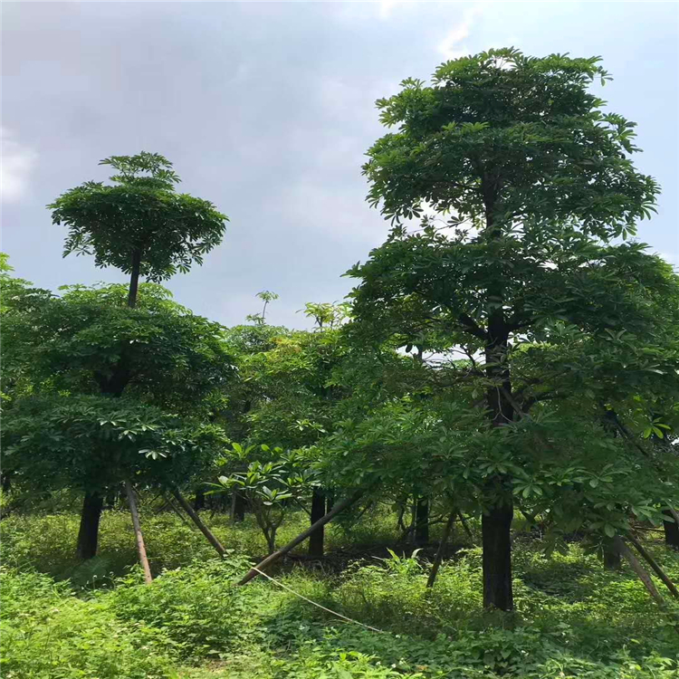 盆架子盆架子移植苗福建精品盆架树价格
