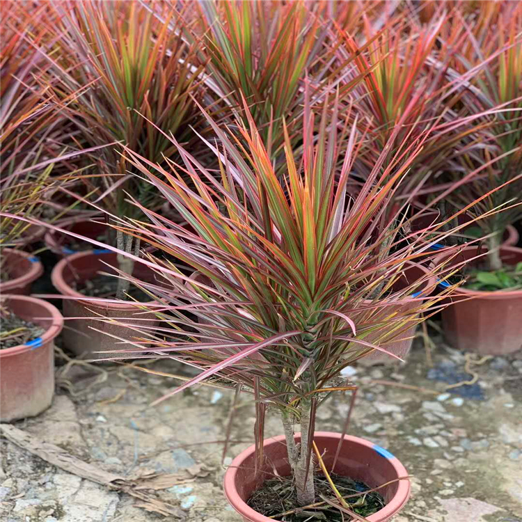 观叶耐寒植物马尾铁精品马尾铁盆栽苗产地直供质优价廉