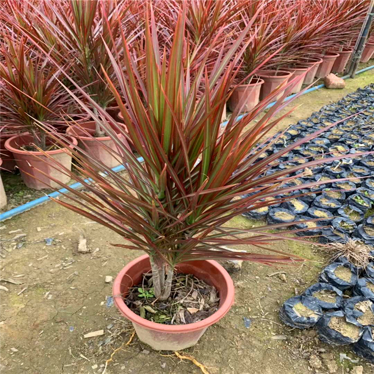 观叶耐寒植物马尾铁 精品马尾铁盆栽苗 产地直供 质优价廉