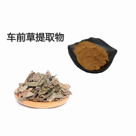 车前草提取物 Asia Plantain Extract 5:110:1 100目  斯诺特 水溶