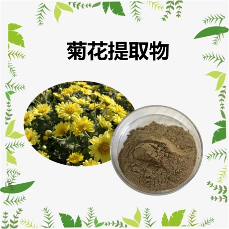 菊花浓缩粉 斯诺特生物 棕黄色精细粉末 易溶于水