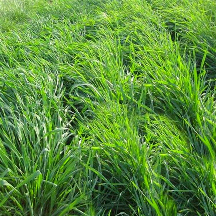 进口四倍体黑麦草种子批发鸡鸭鱼牛羊猪黑麦草种子批发