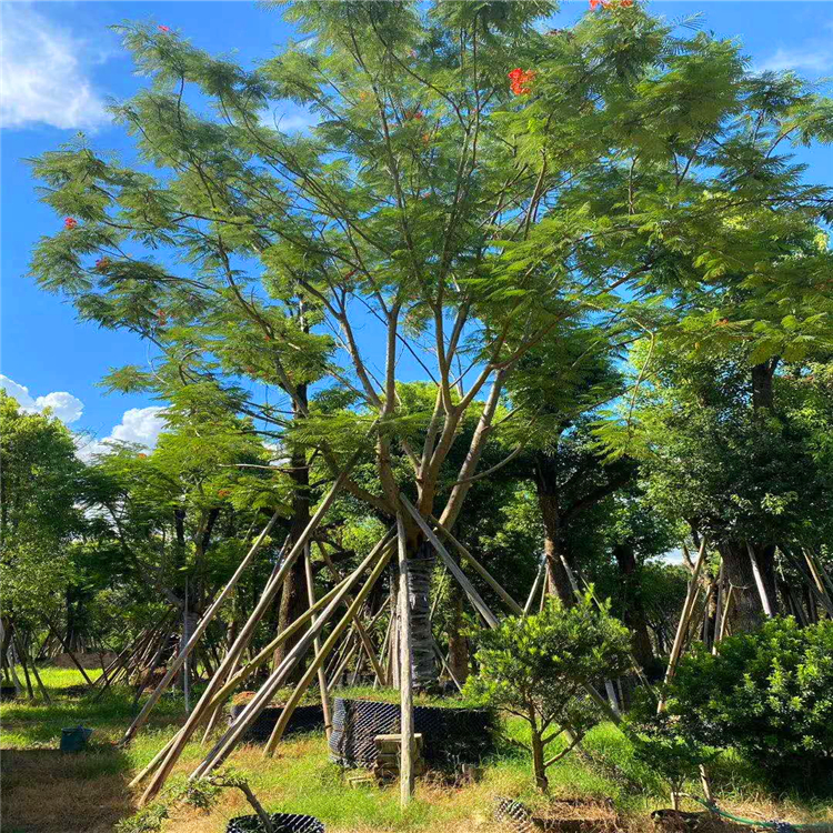 凤凰木树苗 农户批发 价格低 胸径1-45公分凤凰木