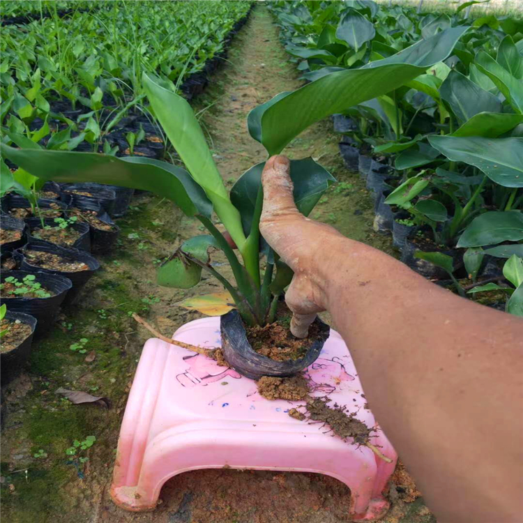 基地直供天堂鸟小苗天堂鸟杯苗庭院绿化地被苗多种规格