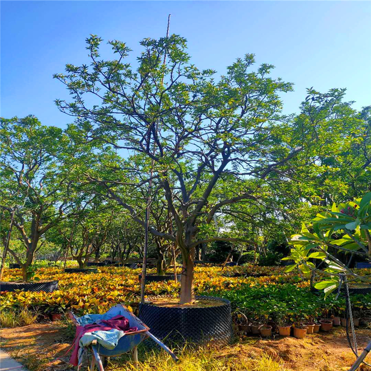 基地批發香櫞樹叢生香泡樹規格全歡迎諮詢