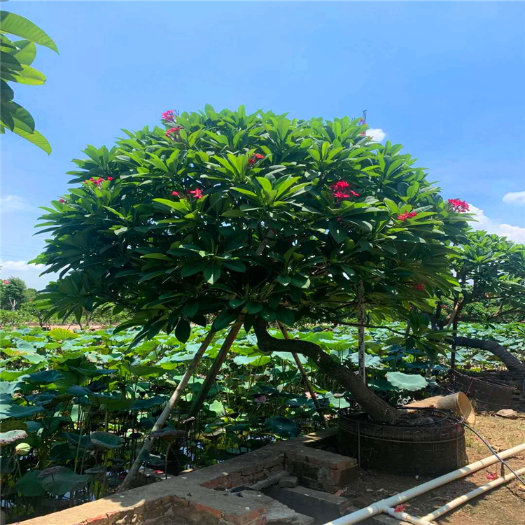 基地批發雞蛋花樹紅花雞蛋花小苗黃花雞蛋花袋苗顏色全規格全