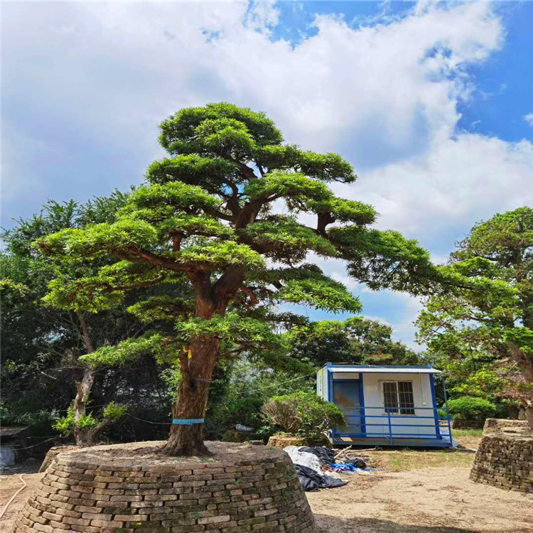 基地直供罗汉松 造型罗汉松桩景 树形优美 精品罗汉松盆景价格