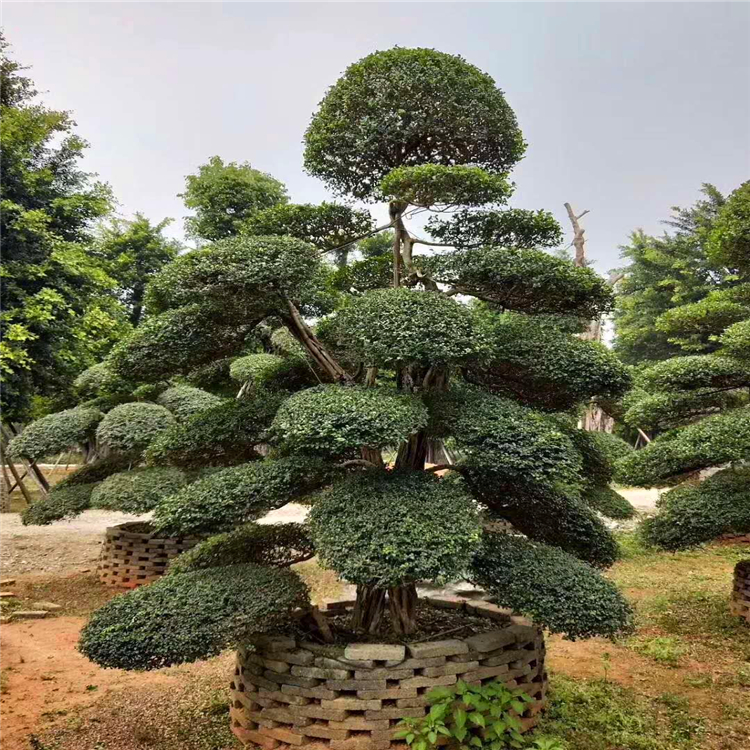 出售造型日本冬青筑绿城景多种规格供应造型日本冬青盆景