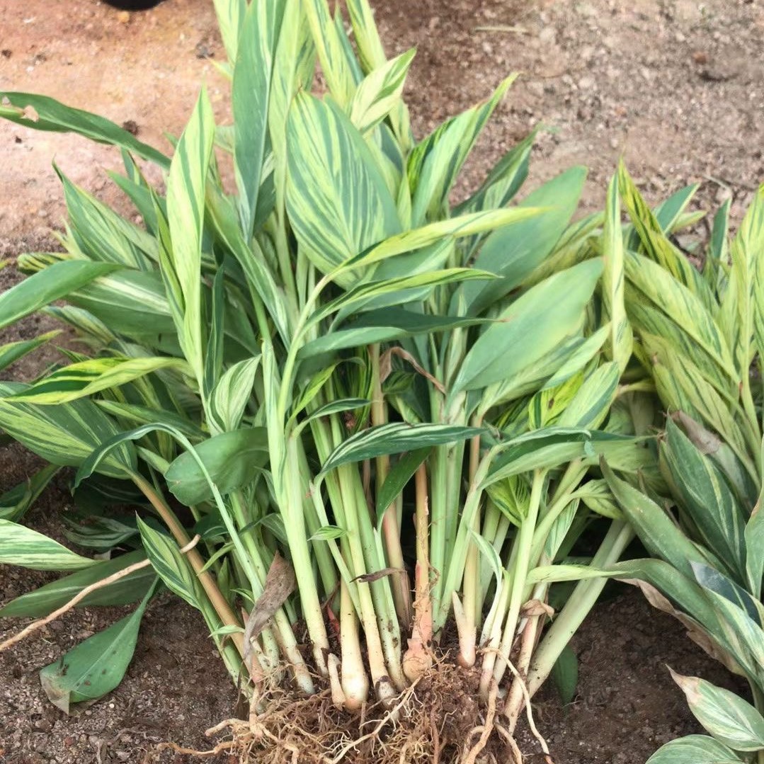 批发花叶良姜花叶良姜价格花叶良姜苗