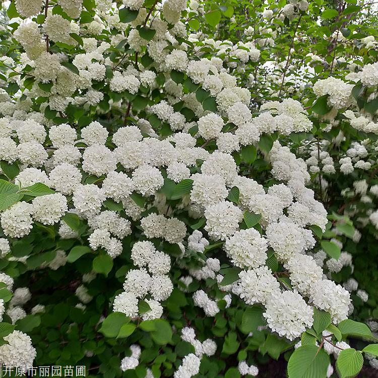 开原基地出售大花水桠木大花水桠木小苗来电咨询