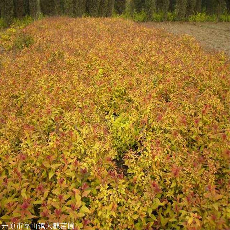 苗圃基地辽宁金焰绣线菊金焰绣线菊培育基地生产厂家欢迎咨询