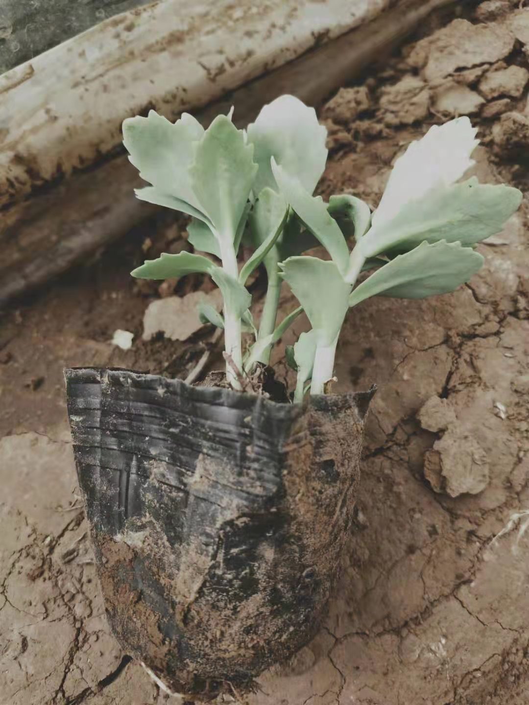 八宝景天幼苗图片