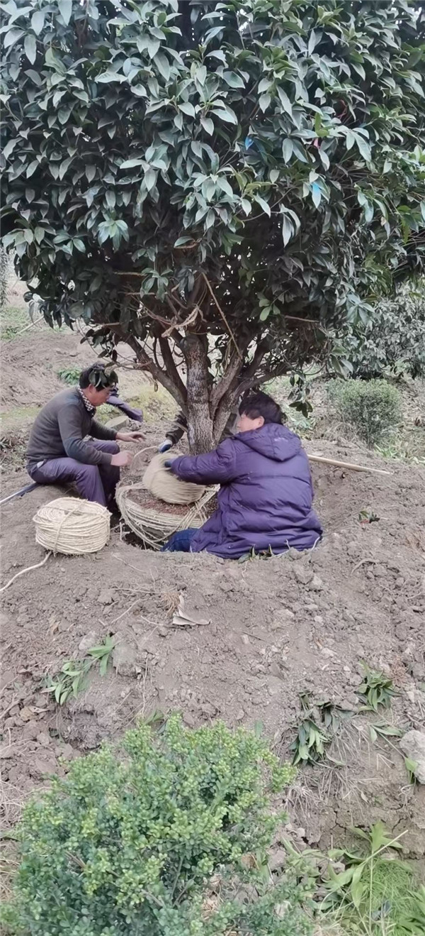 精品地笼桂 常年供应大量种植桂花树 精品地笼桂