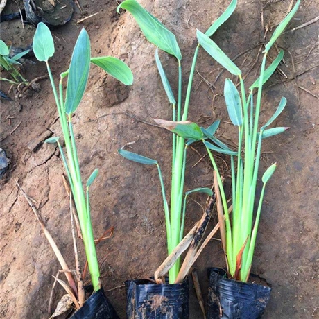 多年生水生植物浙江再力花袋苗详情咨询向阳花卉