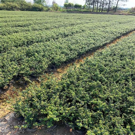 龟甲冬青杯苗浙江常绿灌木龟甲冬青批发