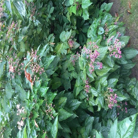 苗圃基地供應雞樹條莢蒾佛頭花苗可全國配送