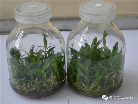 兰州组培仪器   甘肃马铃薯组培室  红薯组培设备   构树组培仪器