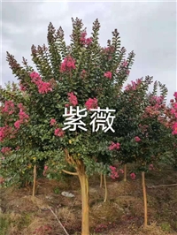 广西15公分紫薇基地 供应3至15公分紫薇树