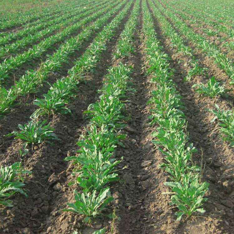 板蓝根种子的价格