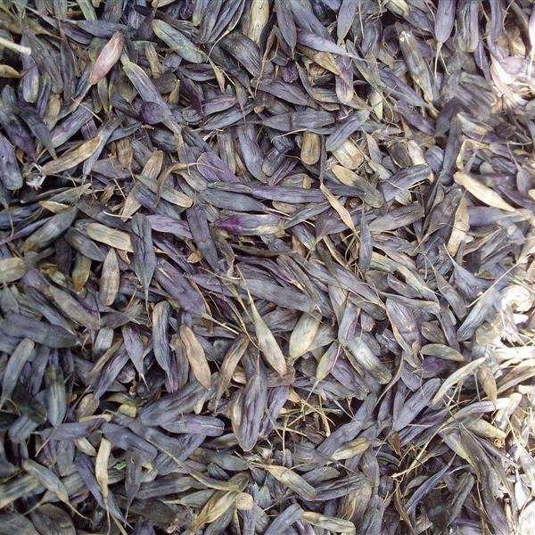 板蓝根种子种植基地