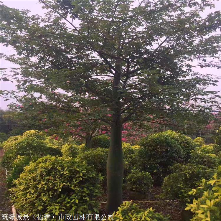 出售大腹木棉 四川大腹木棉地苗 量大质优欢迎前来选购