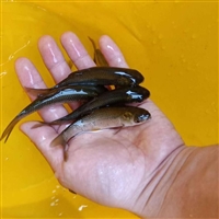 池塘养殖草鱼苗 抗病毒草鱼苗供应 豪情水产草鲩鱼苗繁殖场