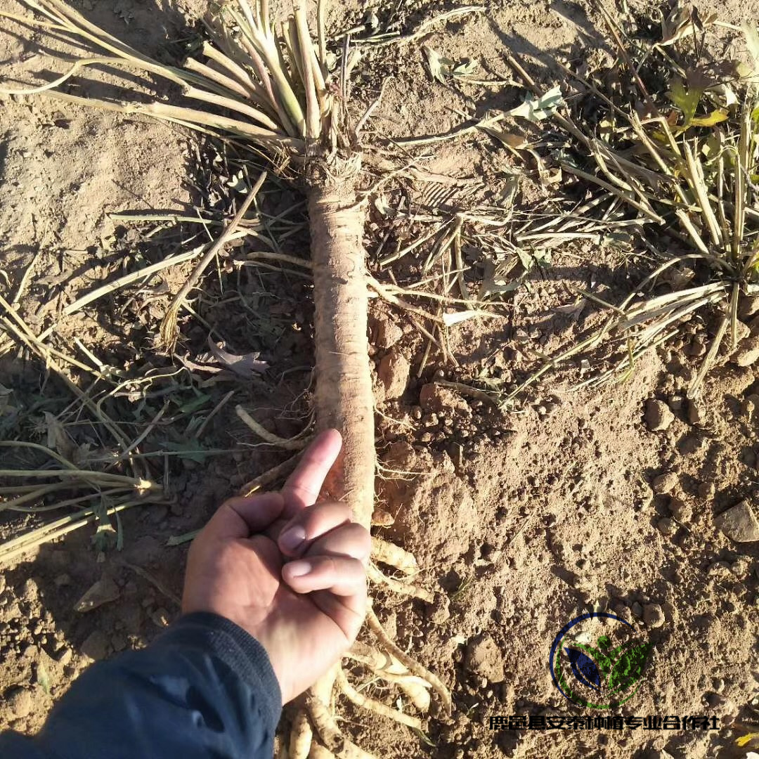 防風苗圖片防風苗價格行情