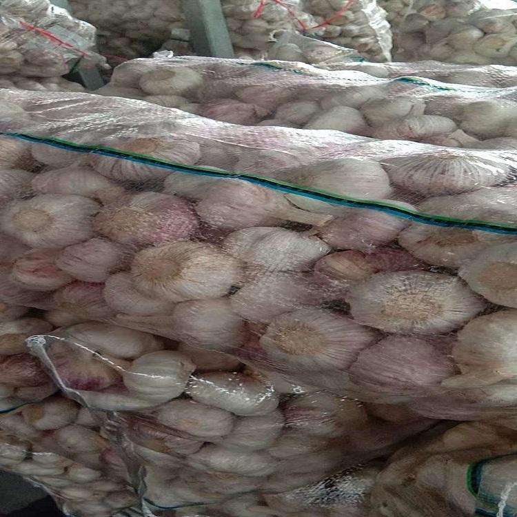 嘉祥当季大蒜代储大蒜当季代收冷藏