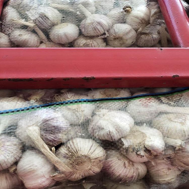 嘉祥当季大蒜代储大蒜当季代收冷藏