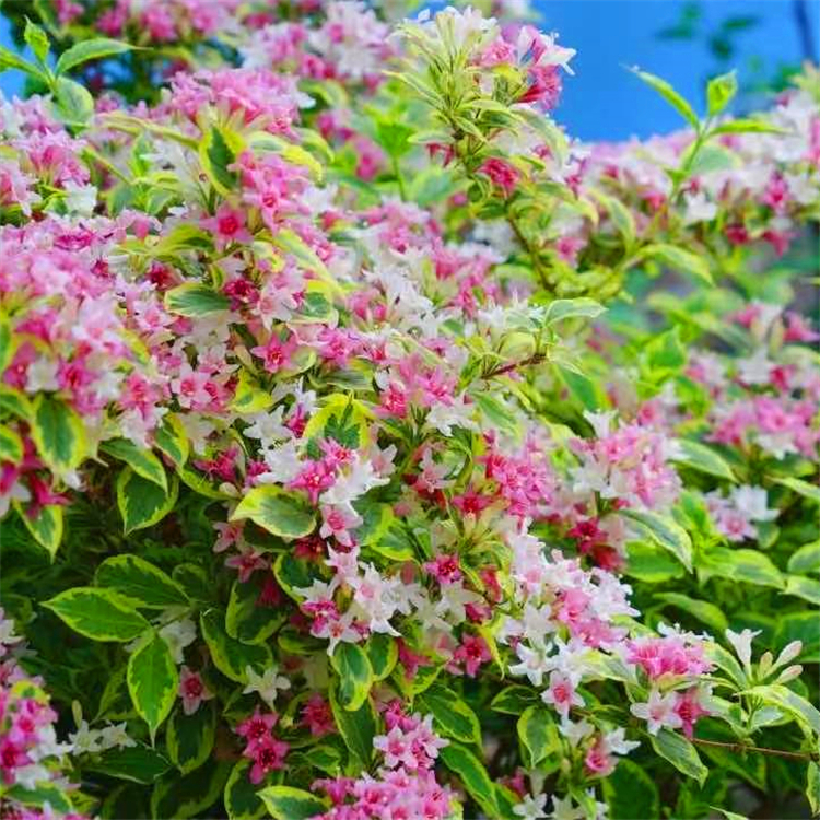 苗圃供应 花叶锦带 花叶锦带小苗 花园绿篱 绿化工程苗 开花观赏植物