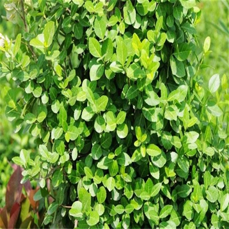 向亮园林小叶扶芳藤爬墙草苗青叶漫绿植物